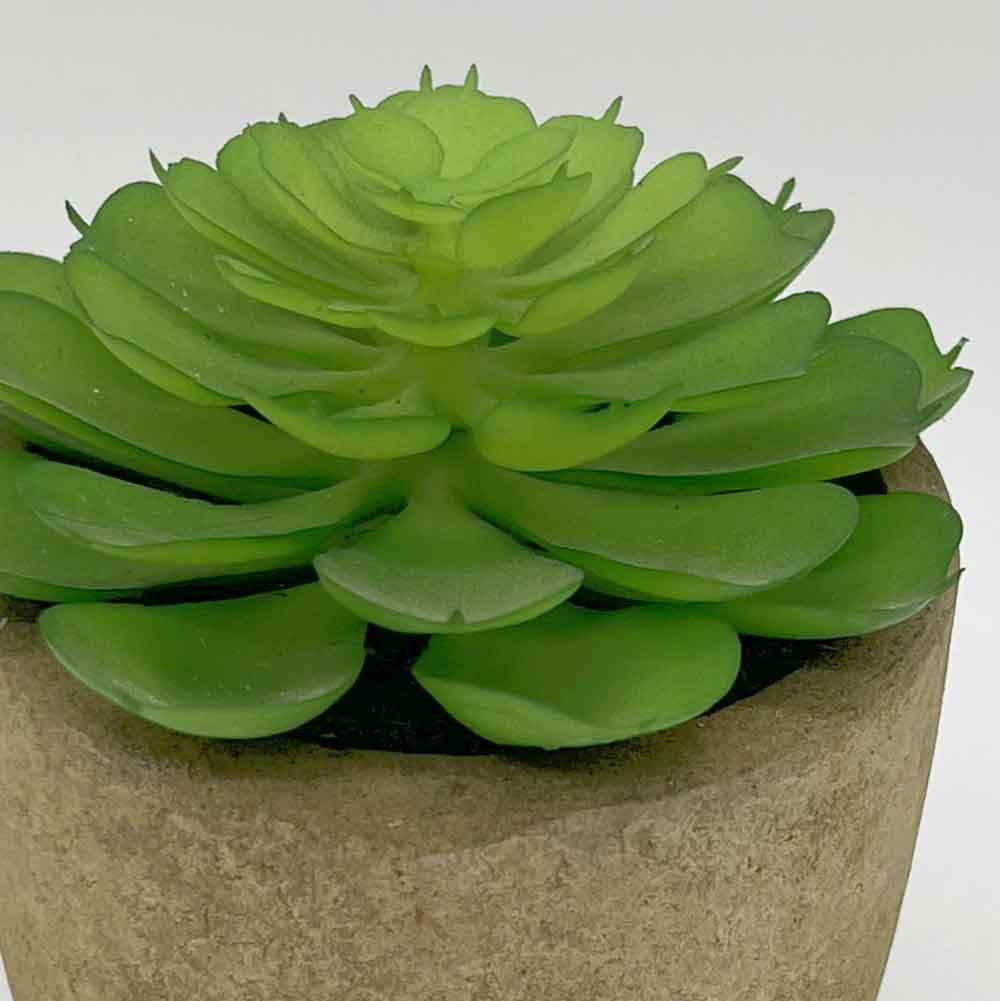 MC3395 Succulent Single