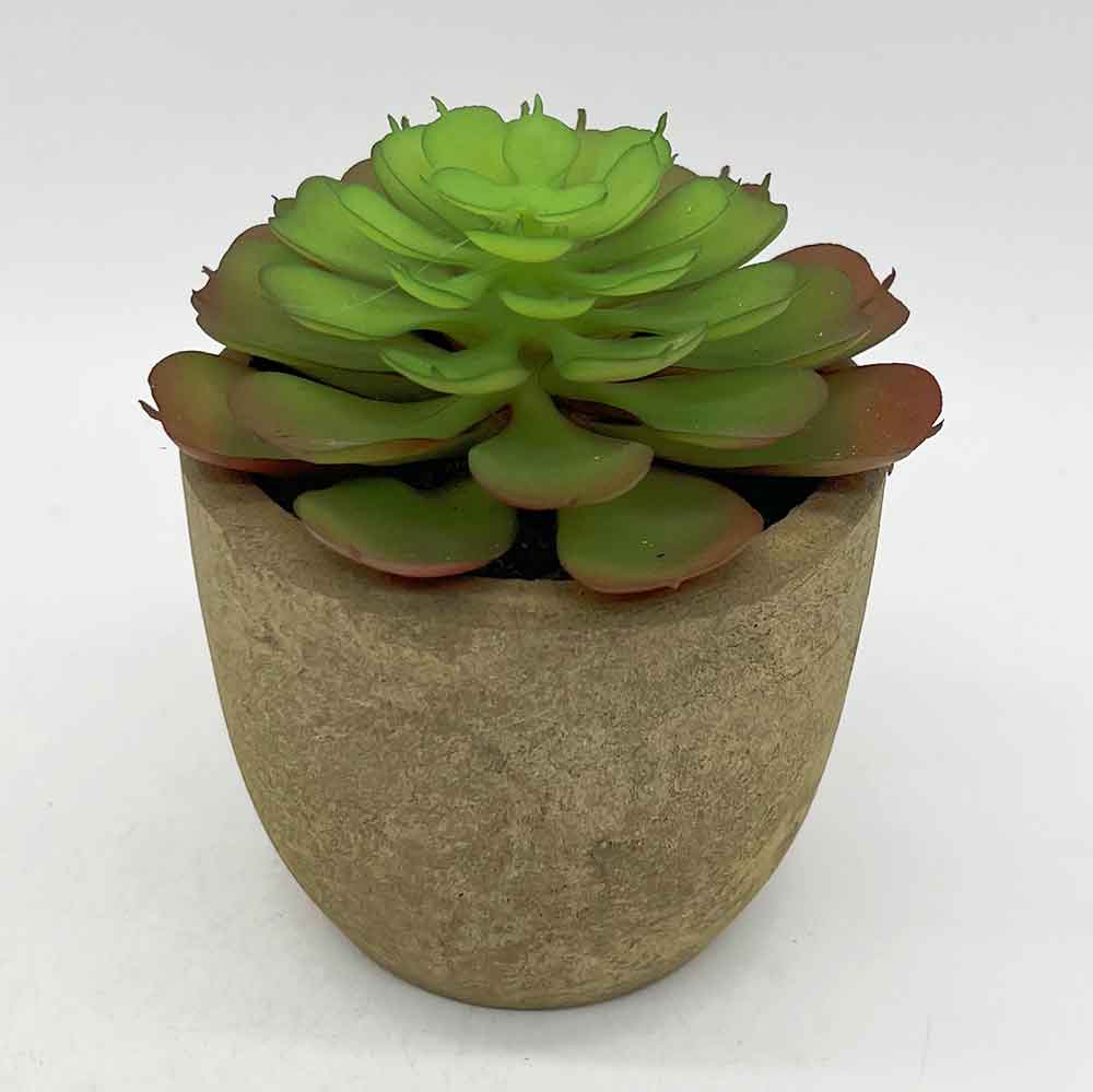 MC3396 Succulent Single