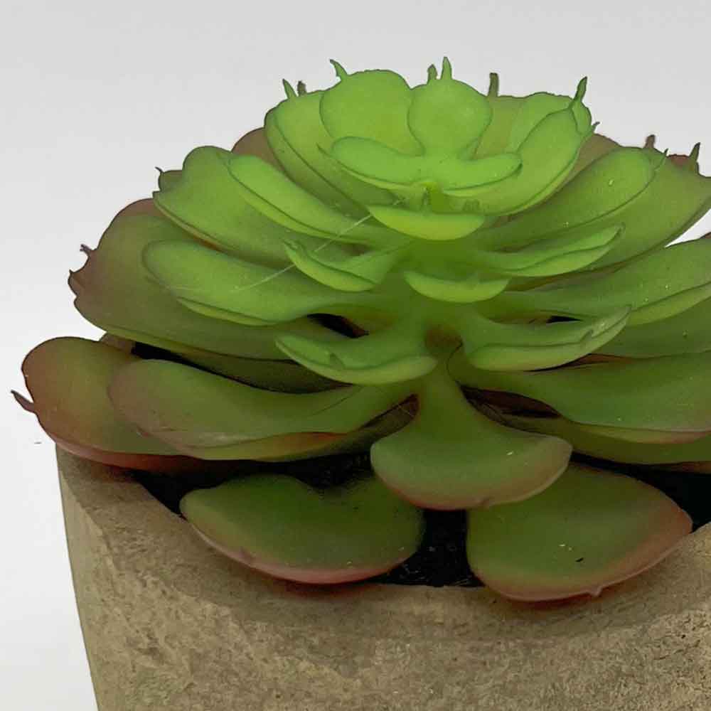 MC3396 Succulent Single