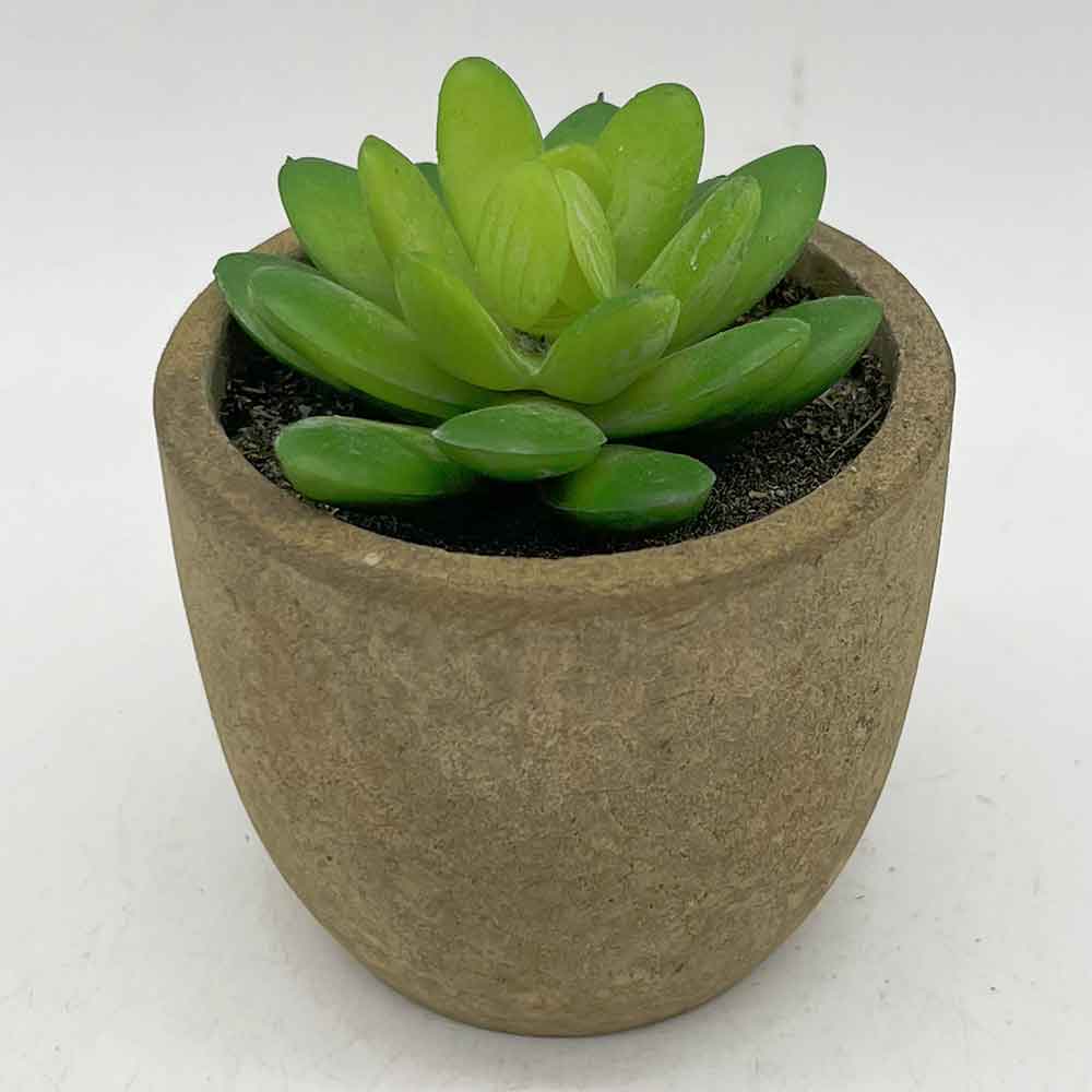 MC3397 Succulent Single