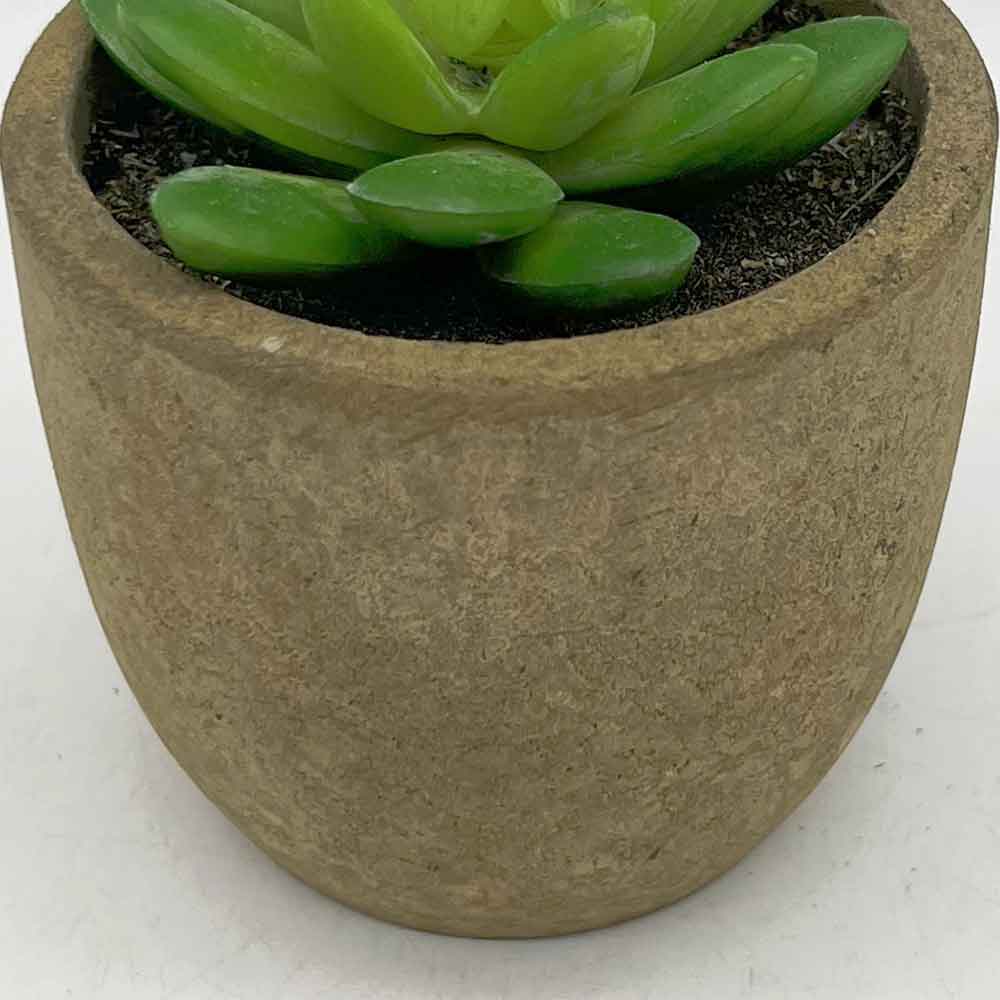 MC3397 Succulent Single