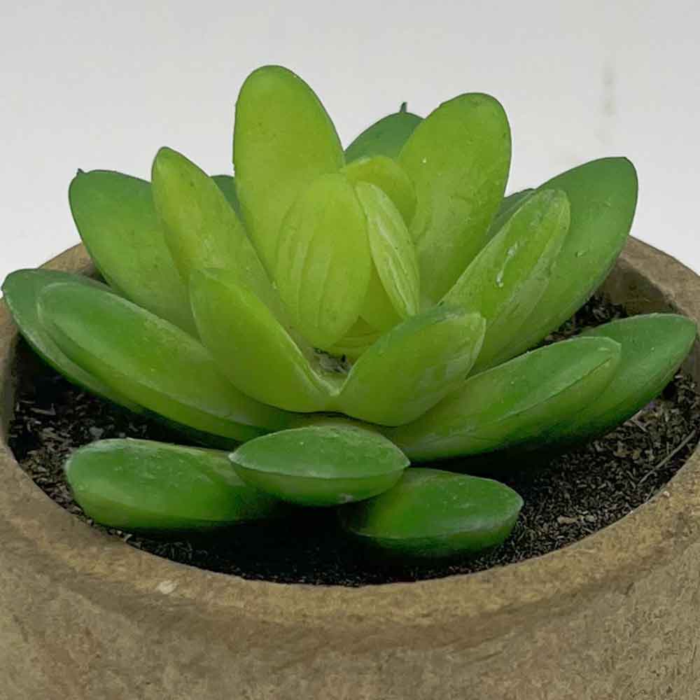 MC3397 Succulent Single