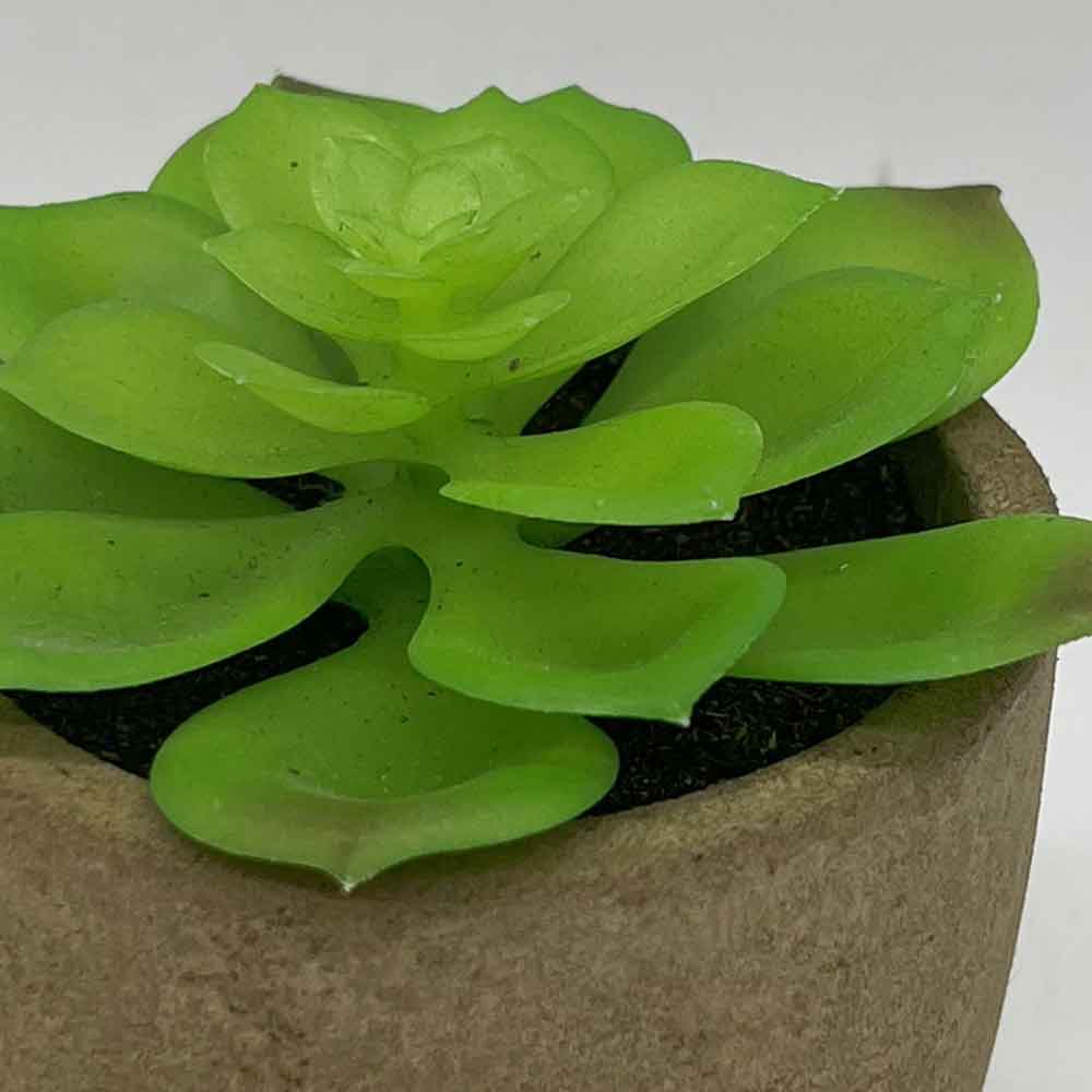 MC3400 Succulent Single