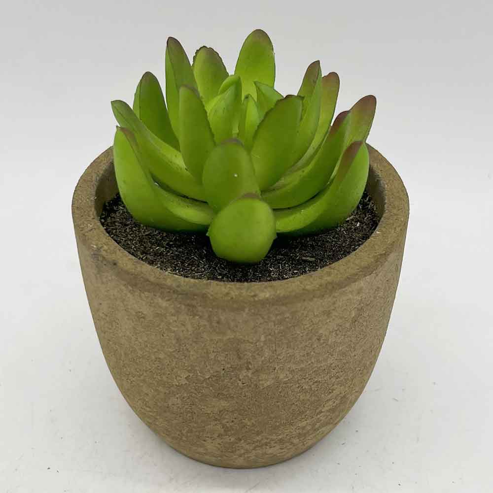 MC3398 Succulent Single