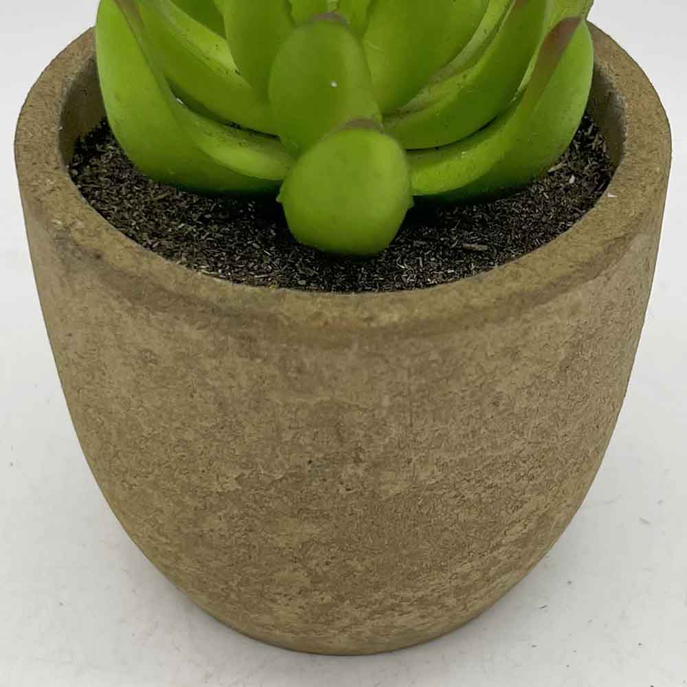 MC3398 Succulent Single