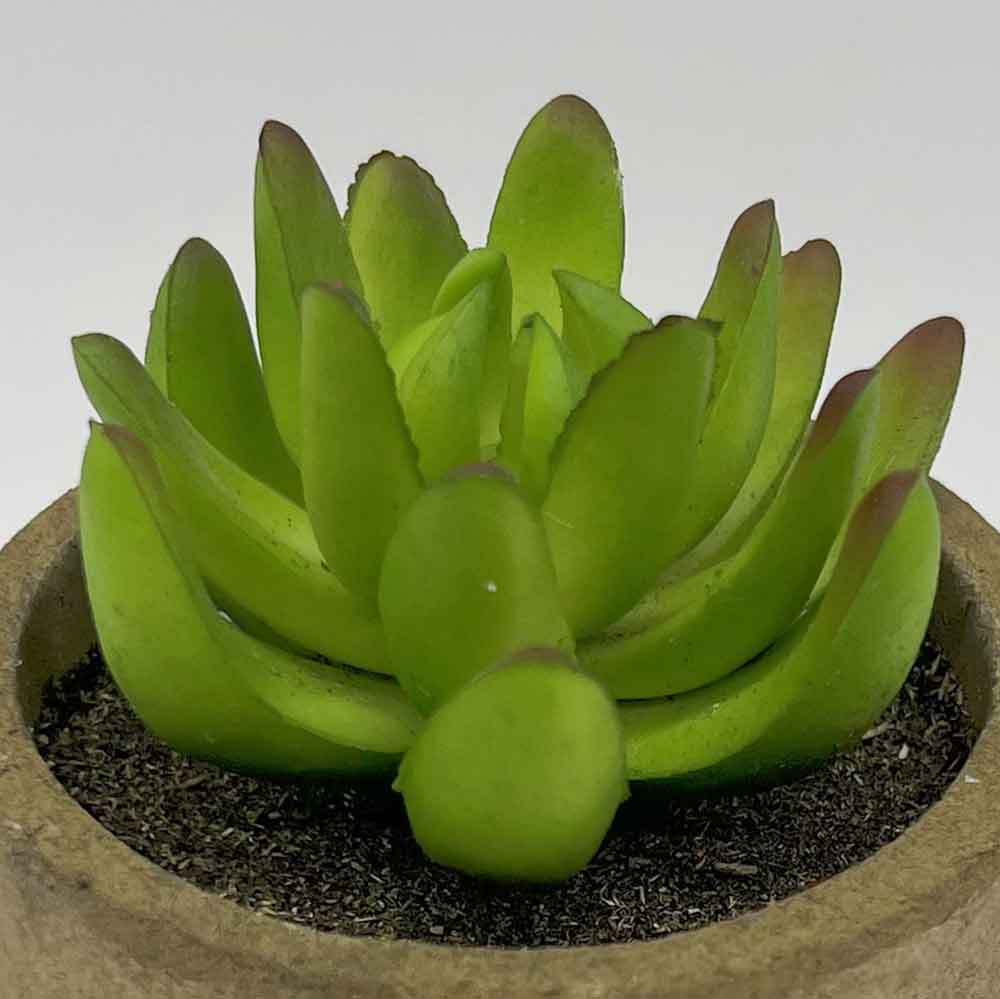 MC3398 Succulent Single