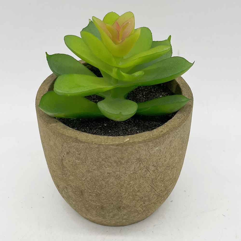 MC3399 Succulent Single