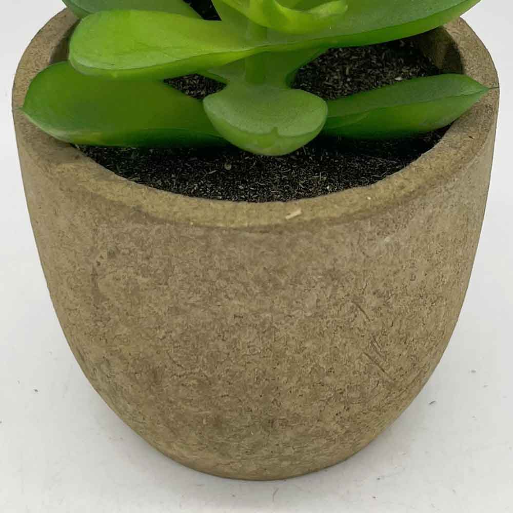 MC3399 Succulent Single