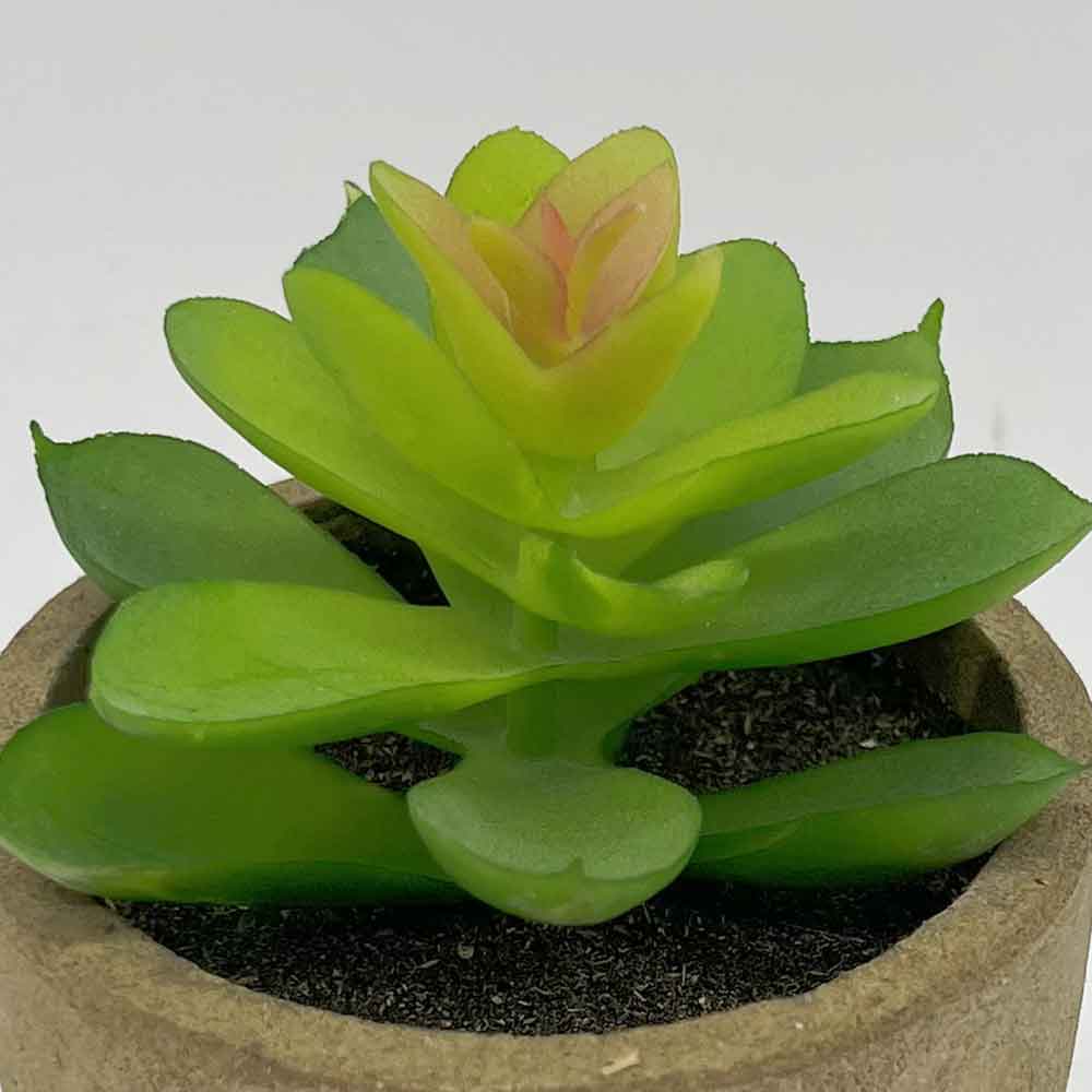 MC3399 Succulent Single