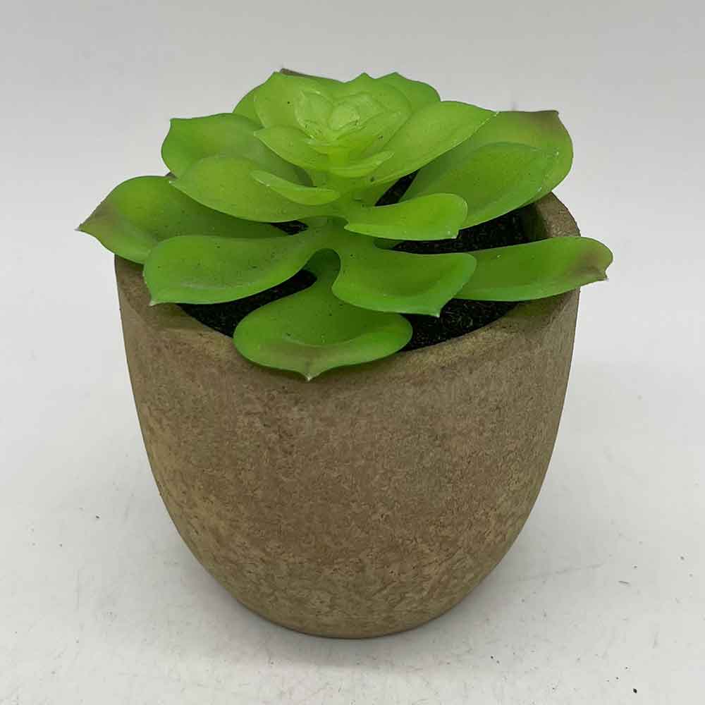 MC3400 Succulent Single