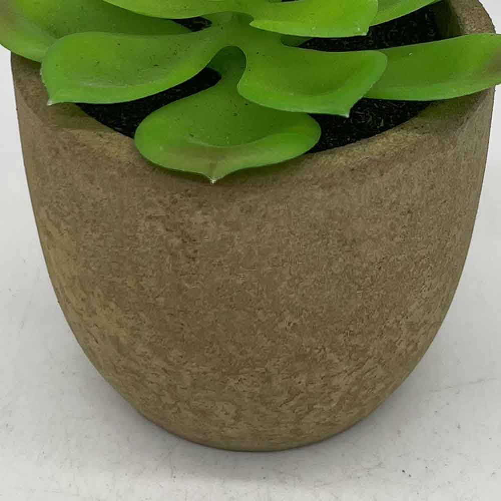 MC3400 Succulent Single