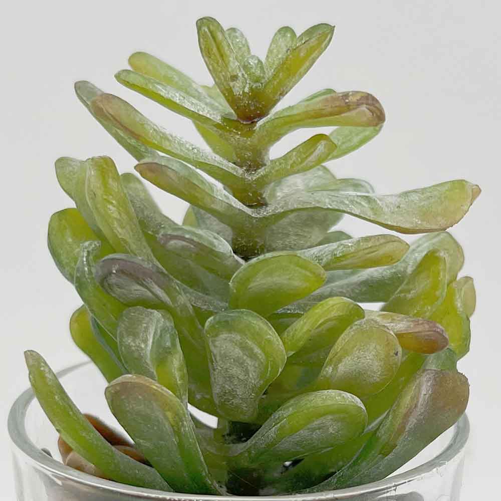 MC3401 Succulent Single