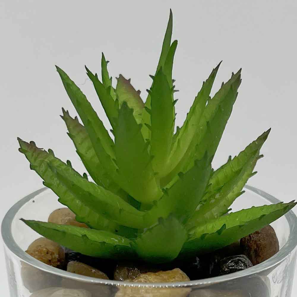 MC3402 Succulent Single