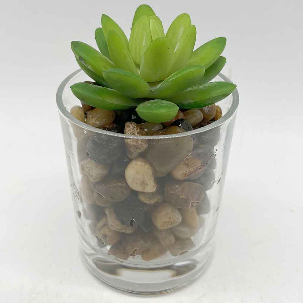 MC3403 Succulent Single