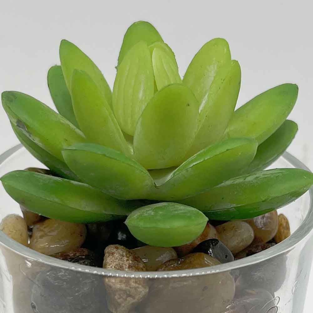 MC3403 Succulent Single