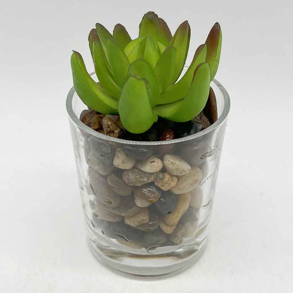 MC3404 Succulent Single