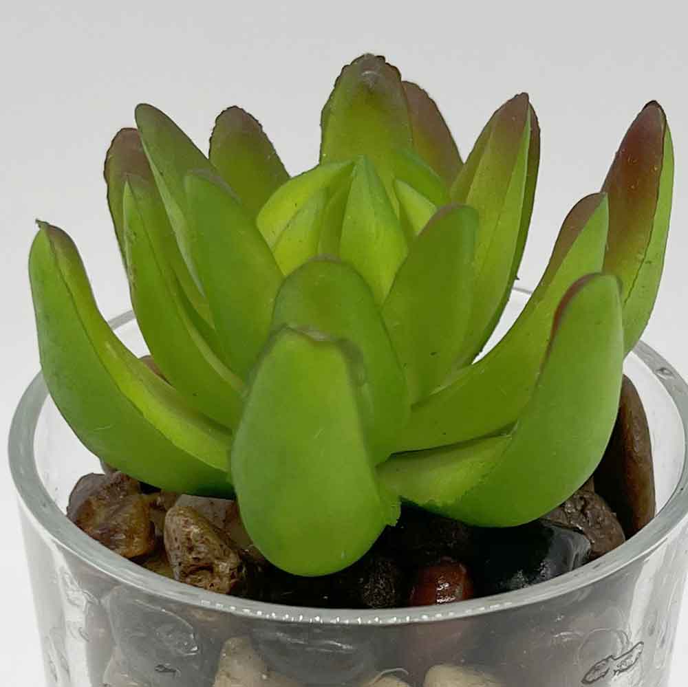 MC3404 Succulent Single