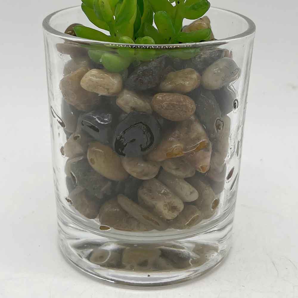 MC3406 Succulent Single