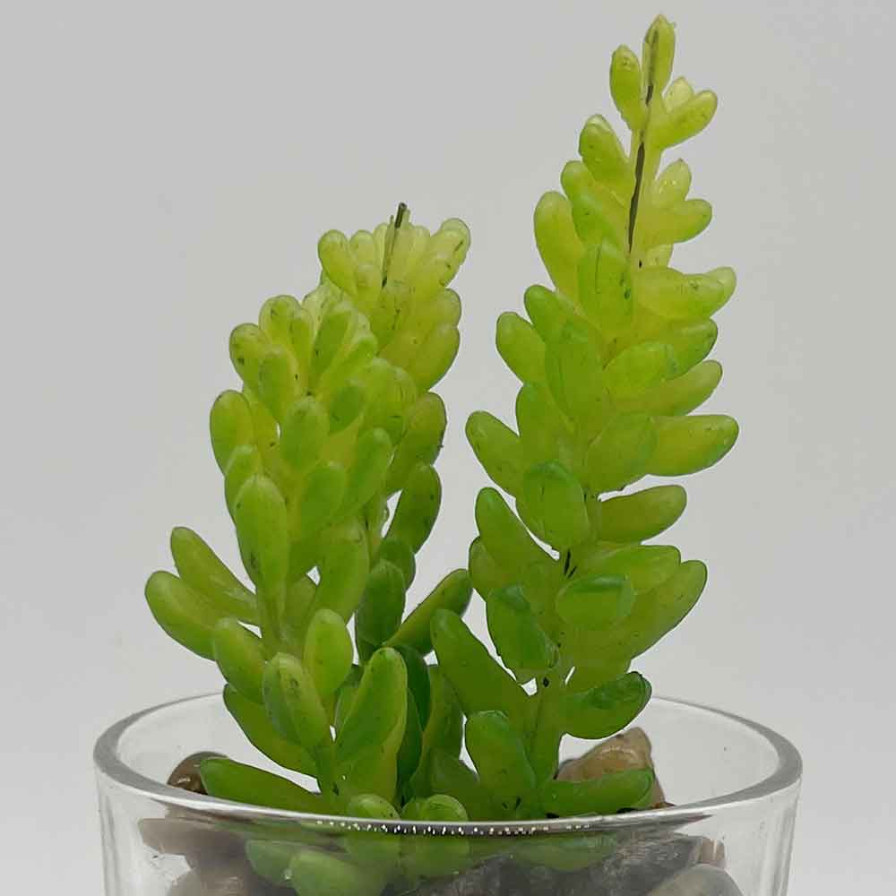 MC3406 Succulent Single