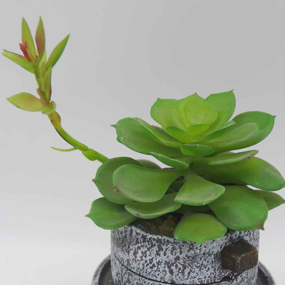 MC3495 Succulent Single