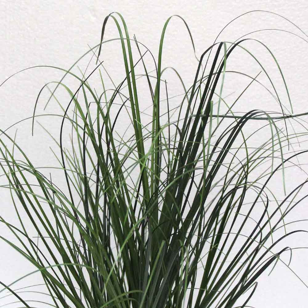 MC2483 Onion Grass