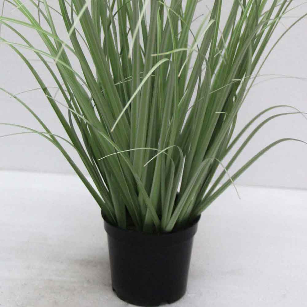 MC2484 Onion Grass