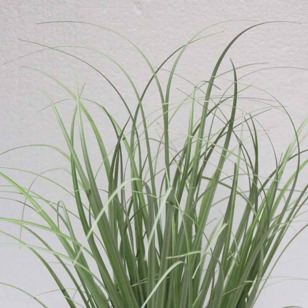 MC2484 Onion Grass