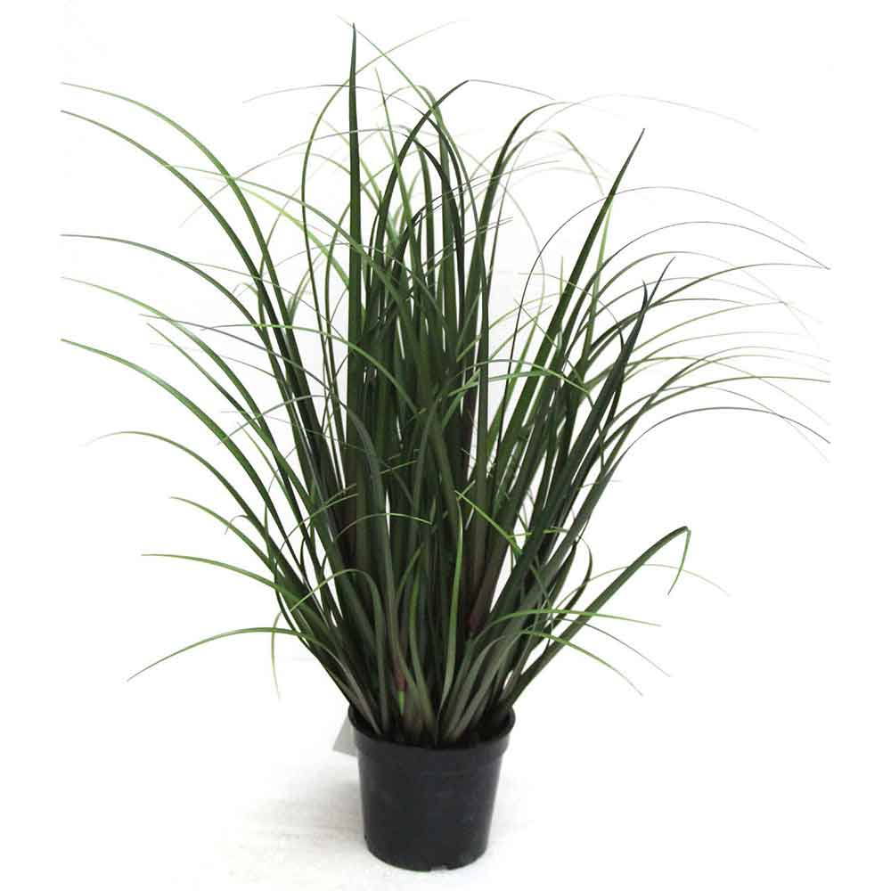 MC2485 Onion Grass