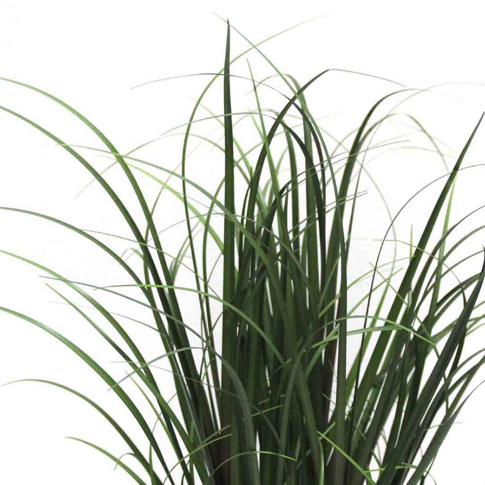 MC2485 Onion Grass