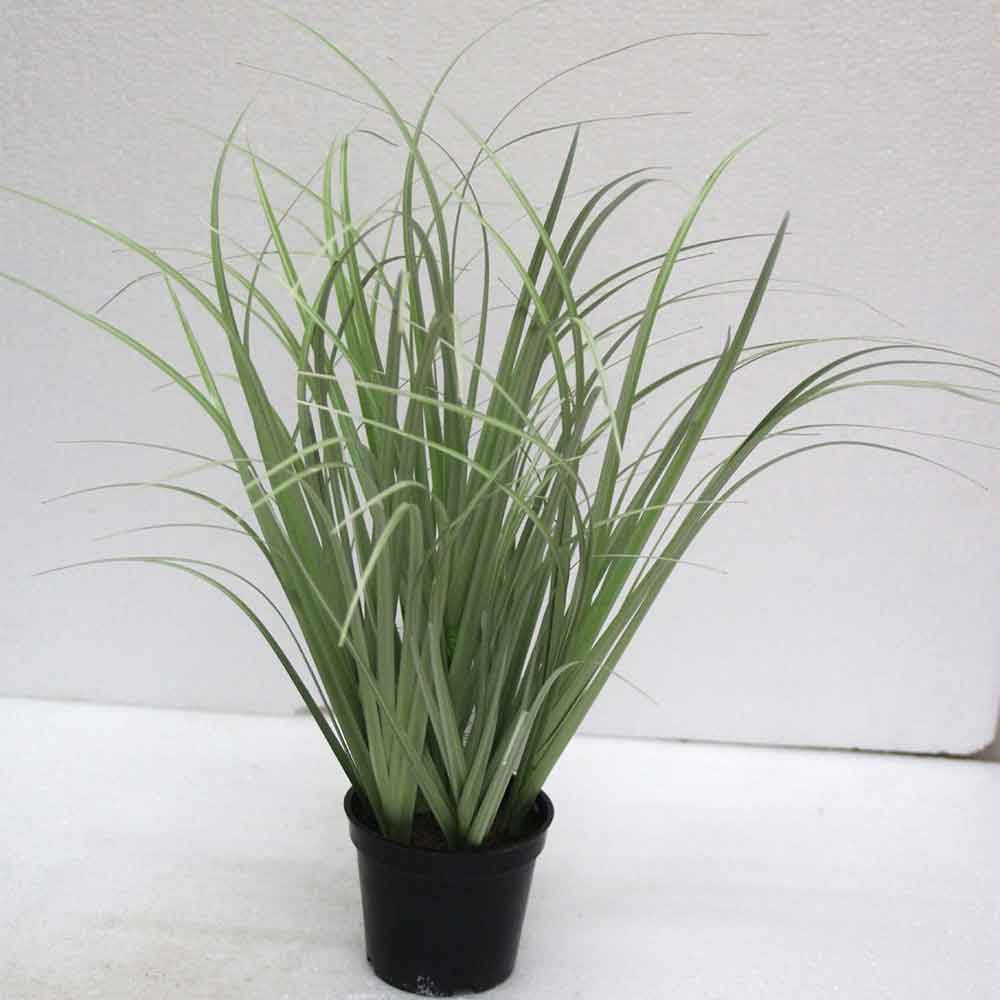 MC2486 Onion Grass