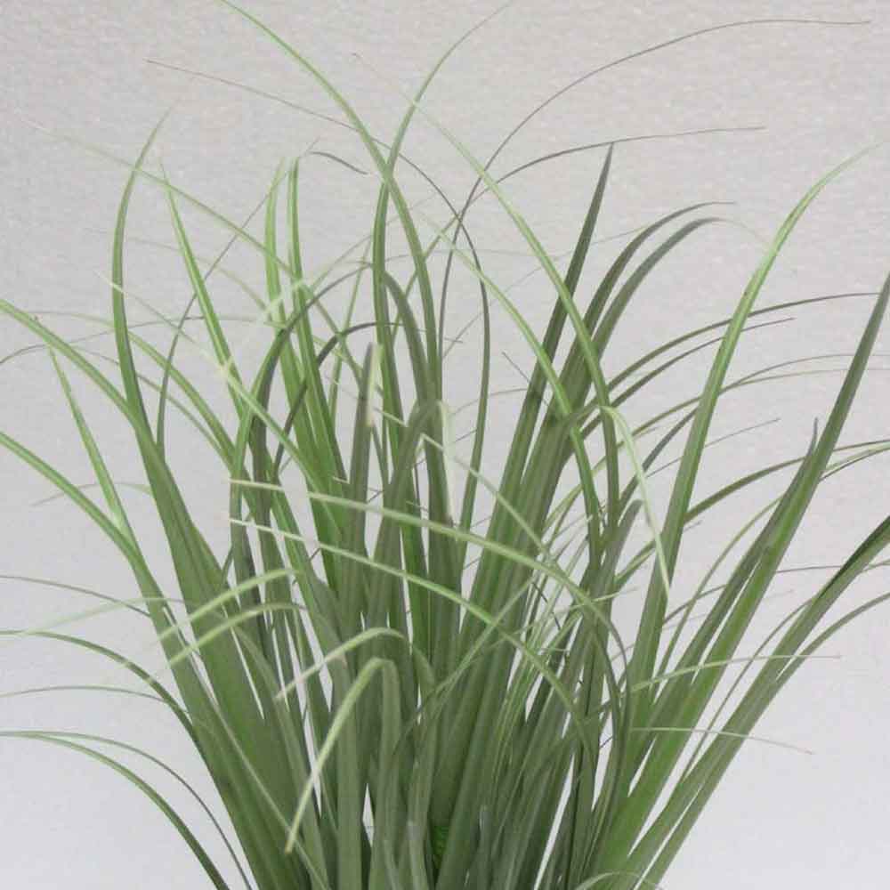 MC2486 Onion Grass