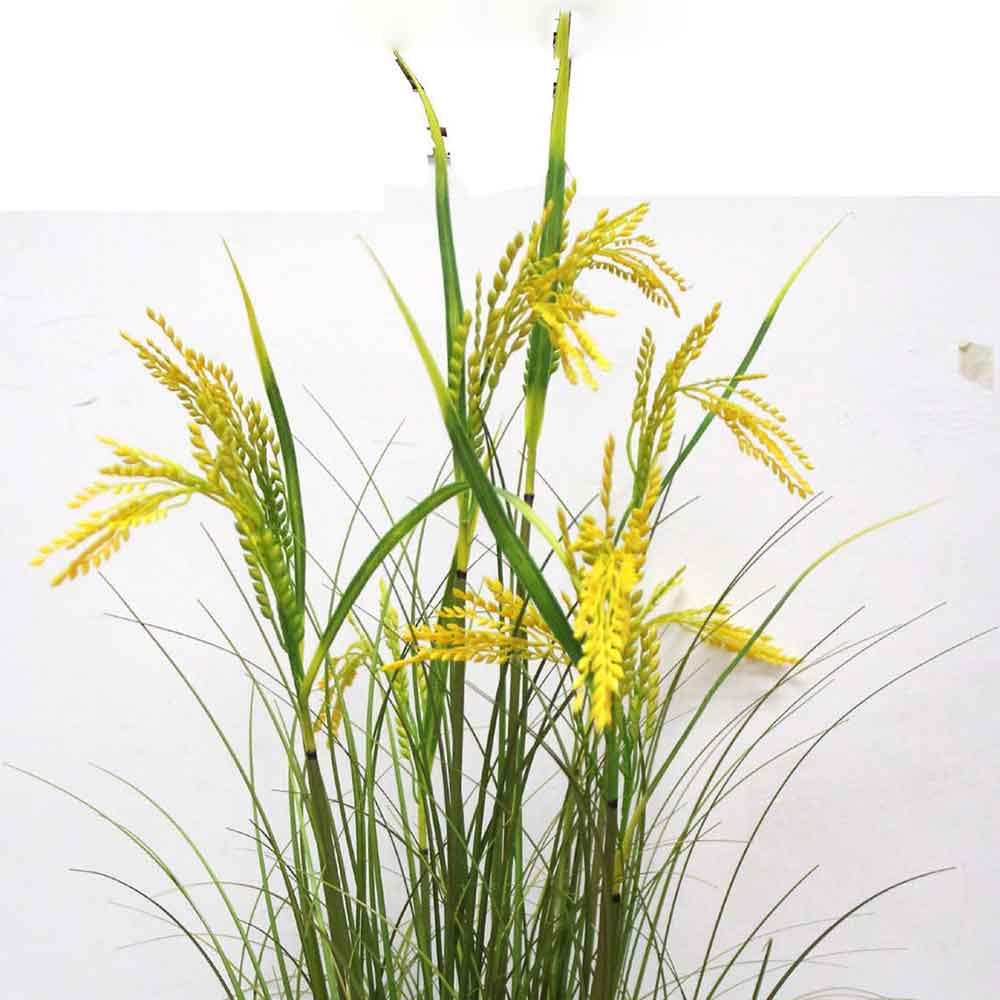 MC2491 Onion Grass