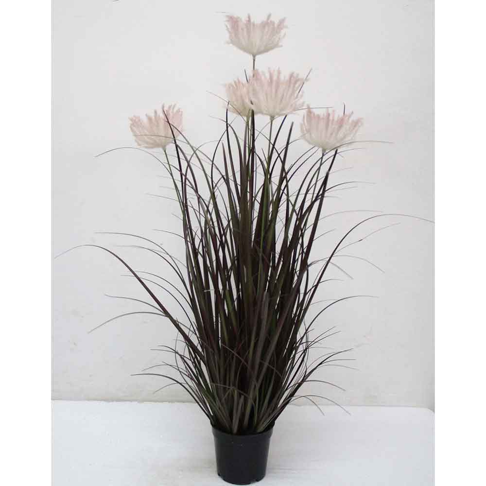 MC2492 Onion Grass