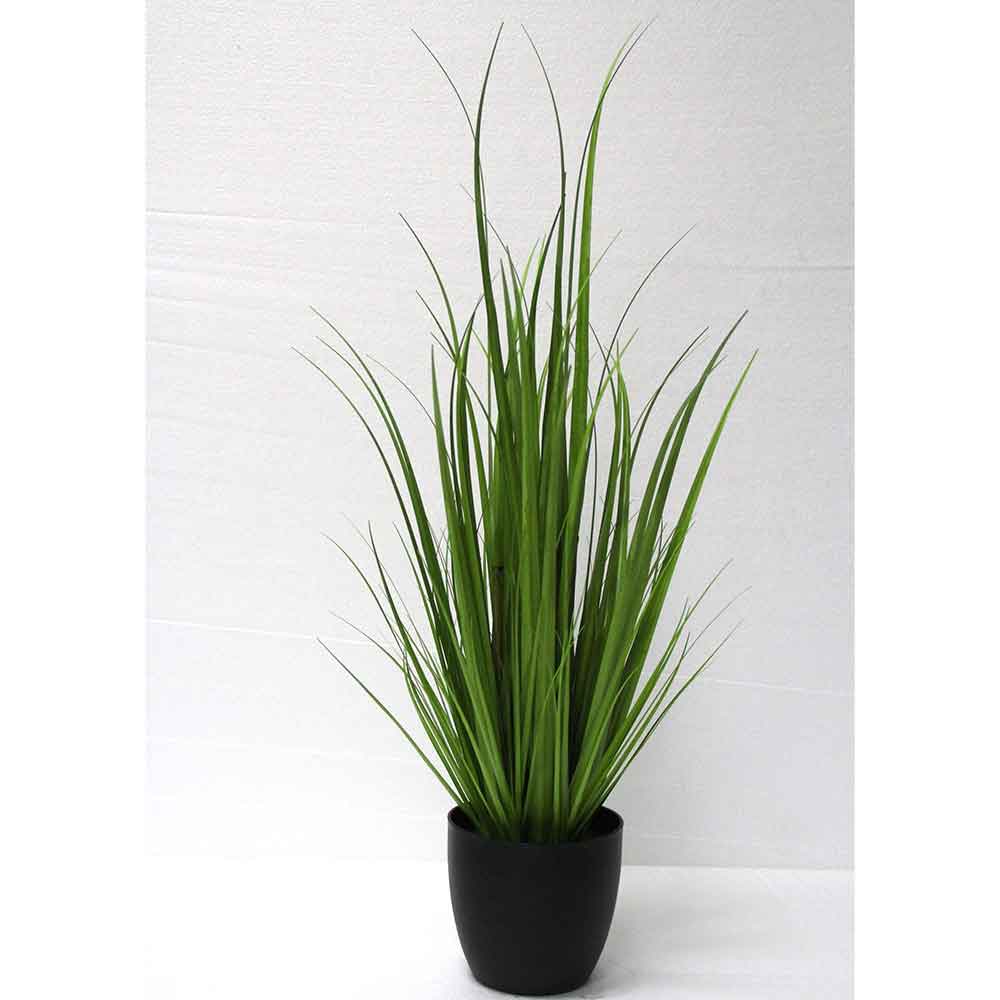 MC2711 Onion Grass
