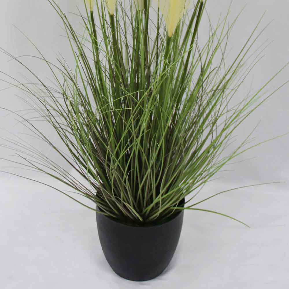 MC2900 Onion Grass