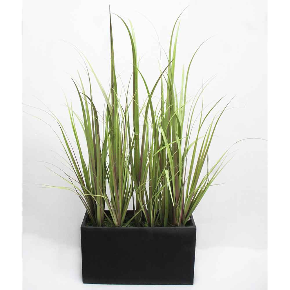 MC2919 Onion Grass