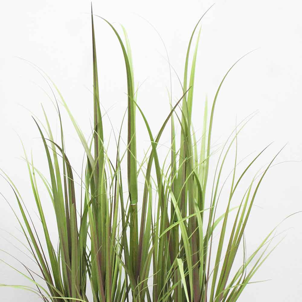 MC2919 Onion Grass