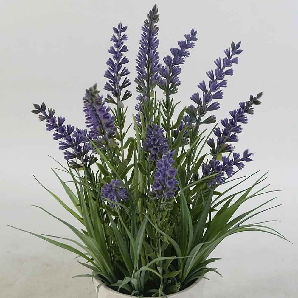 MC19-7309P Lavender