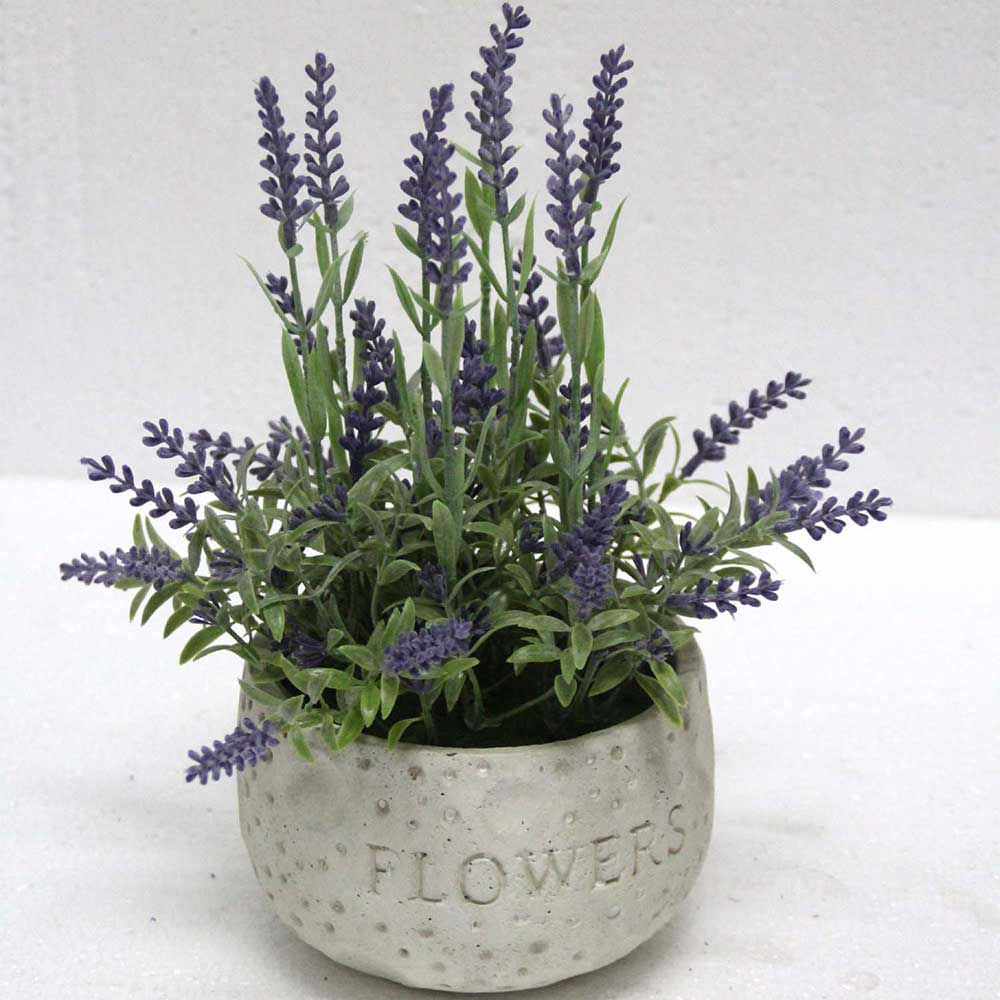 MC2460 Lavender