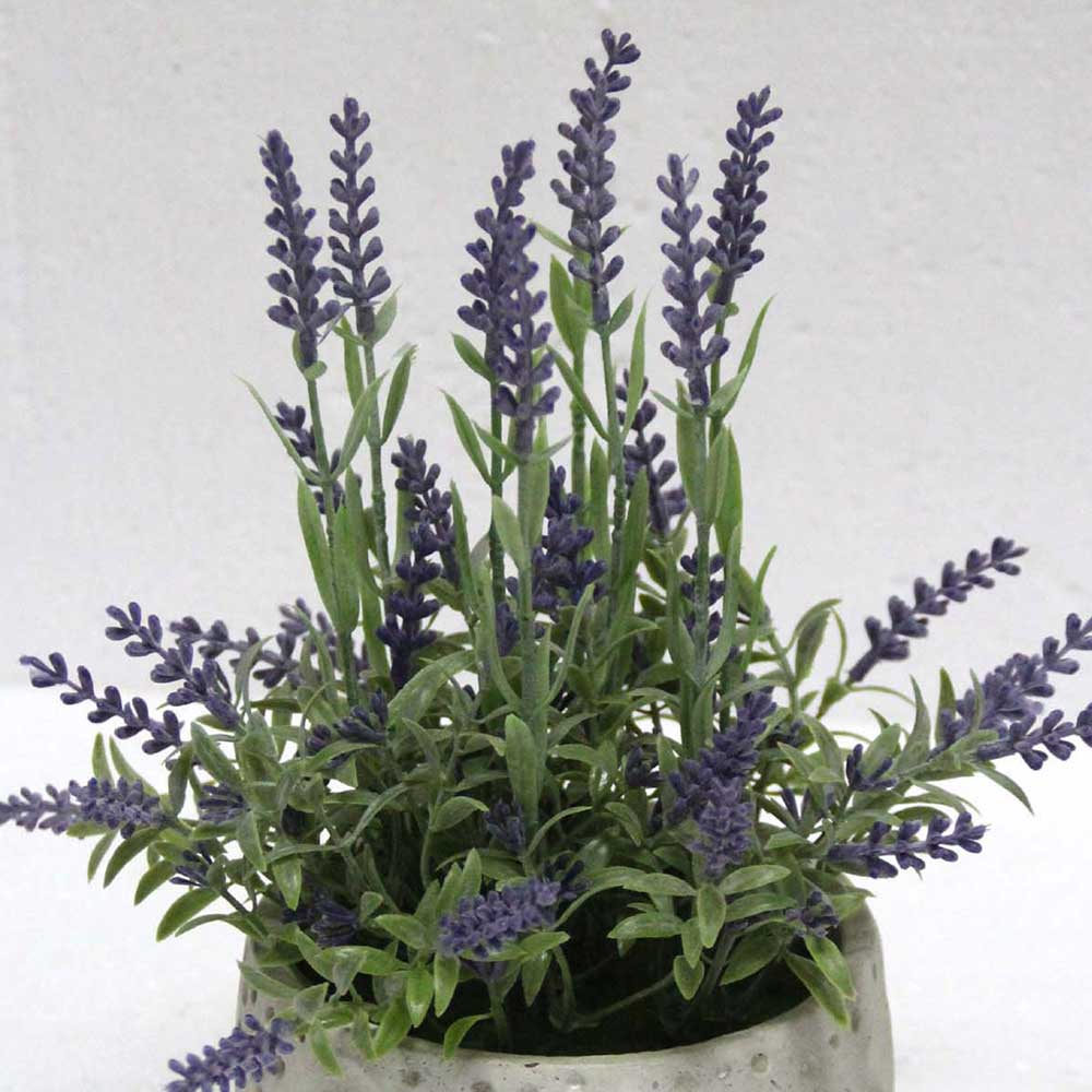 MC2460 Lavender