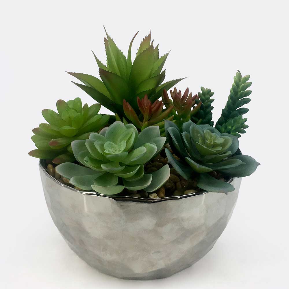 MC17-3389P Mixed succulent