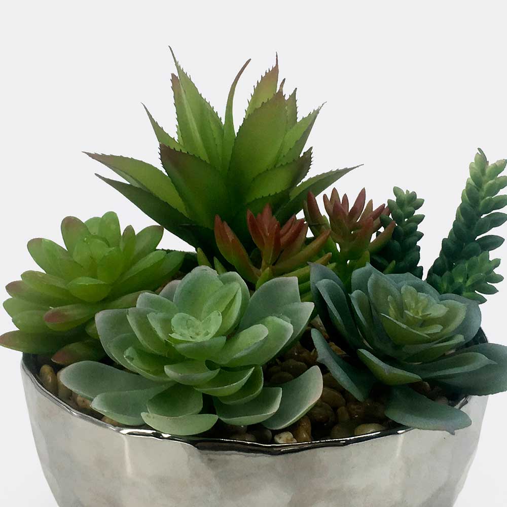 MC17-3389P Mixed succulent