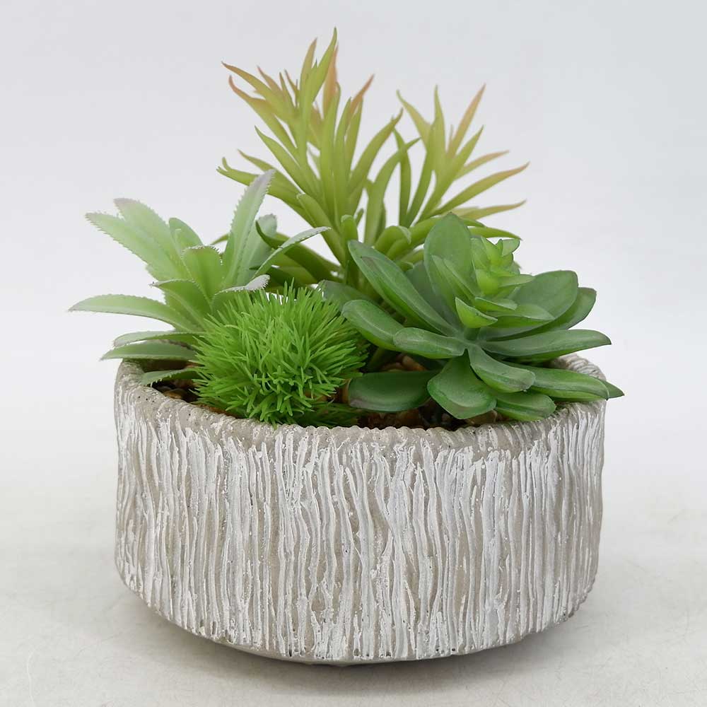 MC19-6953S Mixed succulent