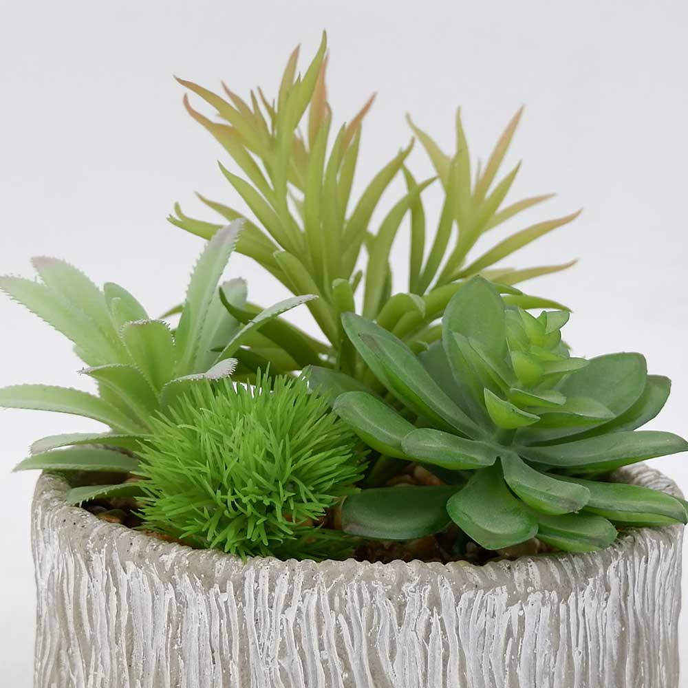 MC19-6953S Mixed succulent