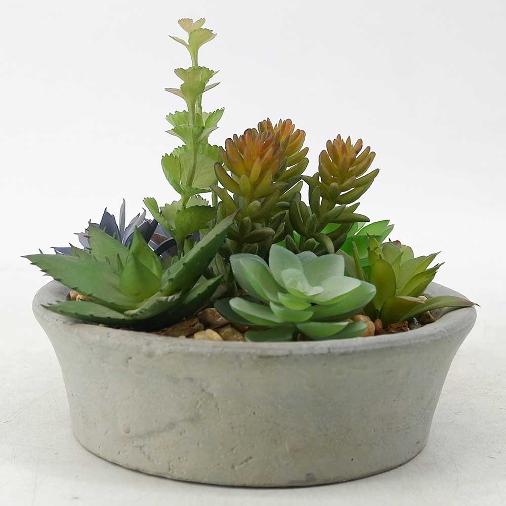 MC19-7322S Mixed succulent