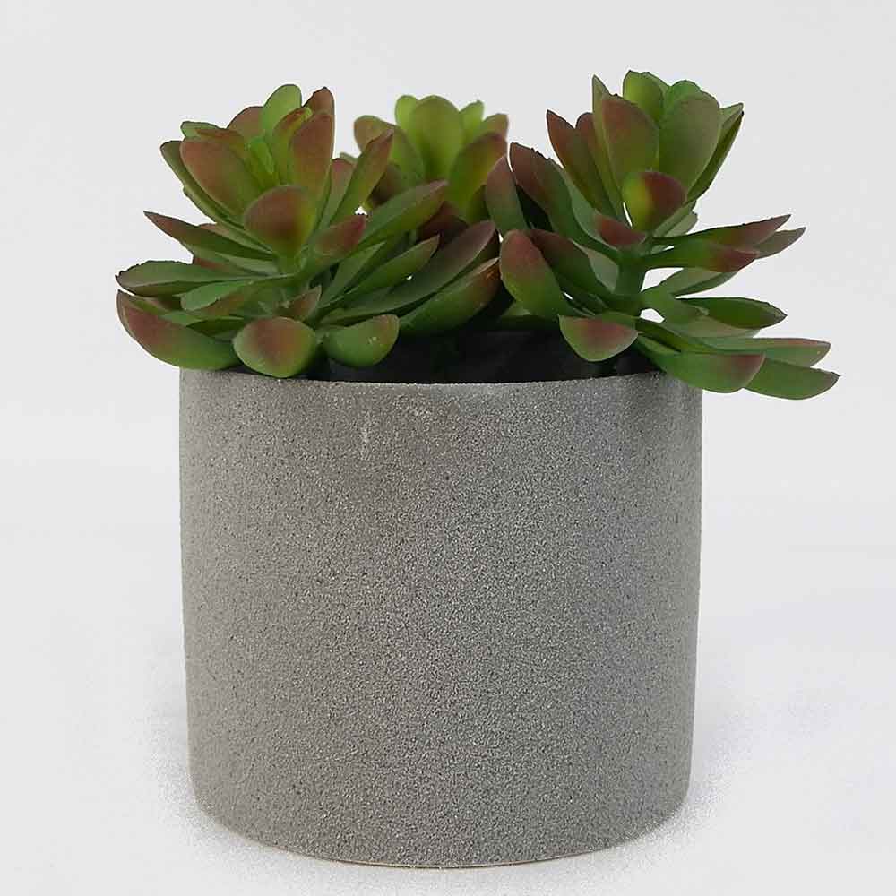 MC19-7769P Mixed succulent