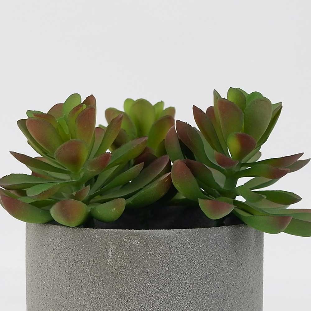 MC19-7769P Mixed succulent