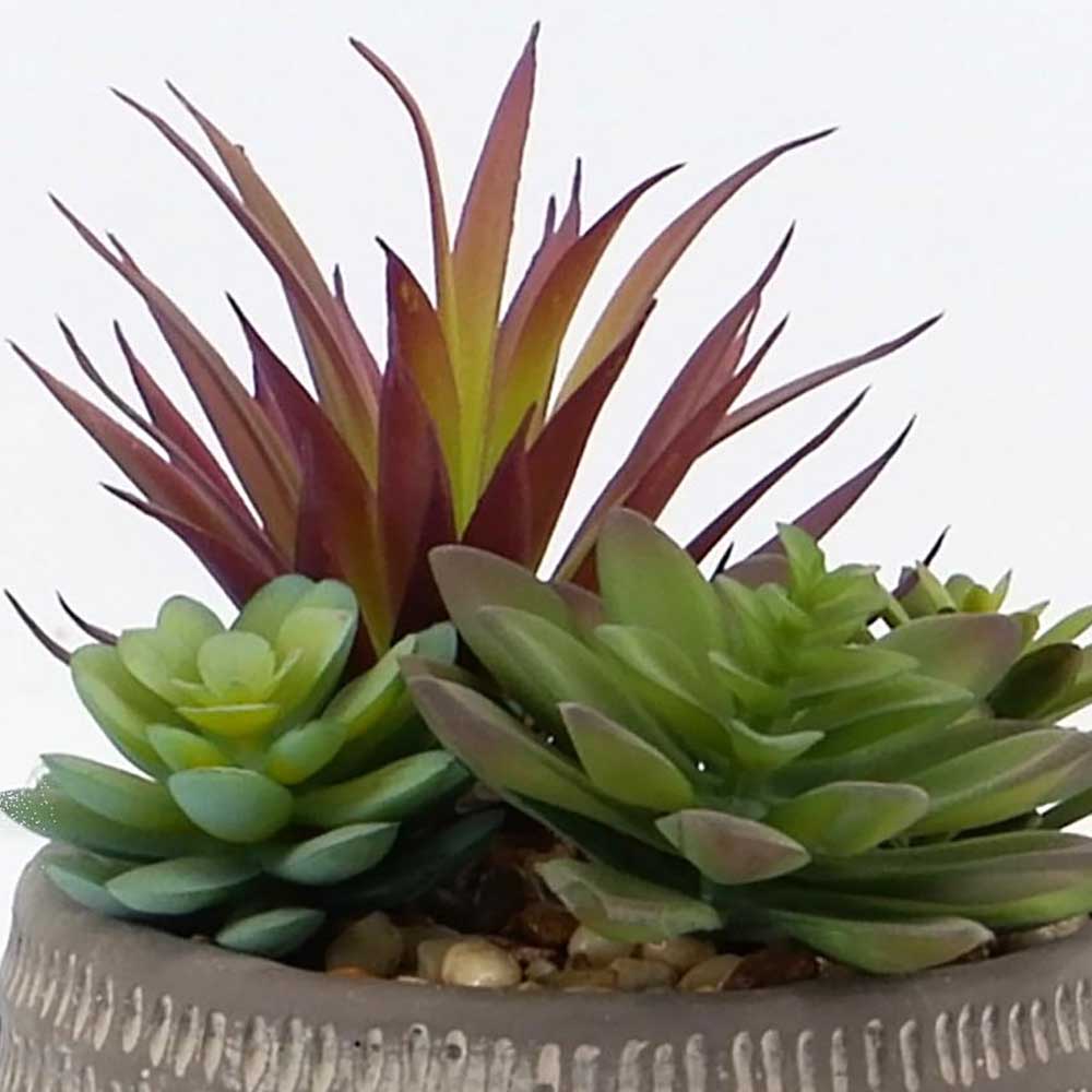 MC19-8151S Mixed succulent