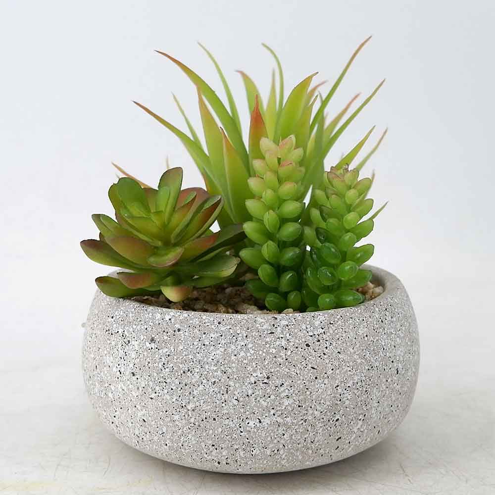 MC20-8711S Mixed succulent