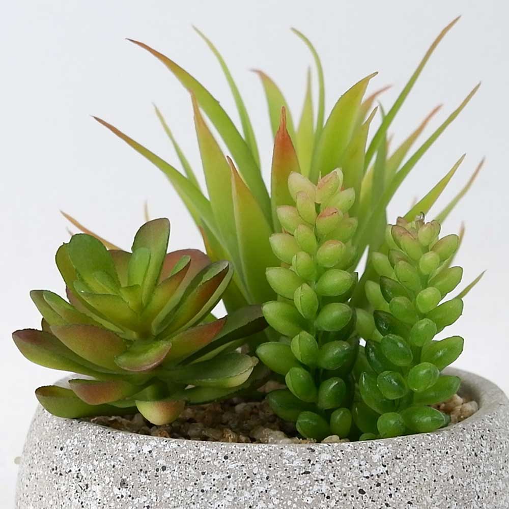 MC20-8711S Mixed succulent